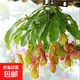 驅(qū)蚊植物吃蚊子驅(qū)蟲草迷迭香豬籠草植物盆栽花卉防蚊綠植香草 豬籠草原盆帶5個籠子以上