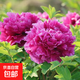 牡丹花樹苗洛陽正宗對(duì)版重瓣牡丹花苗盆栽花卉綠植當(dāng)年開花 魏紫3-5分支【當(dāng)年開花】