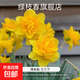 進(jìn)口重瓣洋水仙種球四季開(kāi)花室內盆栽花卉冬季耐寒水培土培花種子 女王節3球裝+肥