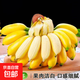 新鮮現摘海南皇帝蕉小香蕉軟糯可口水果寶寶蕉 皇帝蕉 2斤 帶箱