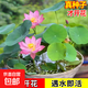水培荷花蓮子碗養(yǎng)花卉室內(nèi)好養(yǎng)四季開(kāi)花種子籽水養(yǎng)盆栽客廳睡蓮 混色蓮子12?！疽验_(kāi)口】成活率高