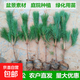 黑松小苗白芽黑松苗四季常青盆景松樹(shù)苗耐寒耐旱黑松樹(shù)樁綠化苗 黑松苗10-20厘米高冠幅約5-10CM 2棵不含盆送肥料