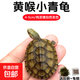 皖南純種北石小青龜發(fā)色黃喉龜幼龜苗觀(guān)賞寵物小烏龜活物石金錢(qián) 4-5厘米飼養發(fā)色中 1只單身小青