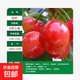 正宗嫁接櫻桃樹(shù)苗新品種車(chē)厘子苗南北方盆栽地栽當年結果樹(shù)苗大全 紅燈 4年苗一顆【1.2CM左右粗度】