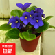 紫羅蘭非洲堇迷你小盆栽帶花苞室內客廳好養重瓣花卉四季開(kāi)花植物 約15cm非洲堇紫色原盆土送肥