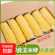 云南芒市真空包裝開袋即食水果玉米棒脆甜代餐神器每根230-275g 云南芒市即食水果玉米棒 6根2.9-3.2斤