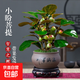 菩提樹盆栽小盼菩提盆景帶果中式禪意桌面擺件室內創(chuàng)意好養(yǎng)綠植物 小盼菩提+海納百川盆+苔蘚+底座