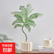 辦公室桌面室內綠植小盆栽奶油風(fēng)擺件四季好養室內吸甲醛凈化空氣 藍花楹+米色提拉米蘇陶瓷盆+鋪面石