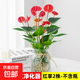 水培植物粉掌盆栽水養(yǎng)紅掌鮮花綠植辦公室內(nèi)面好養(yǎng)活四季開花 紅掌2株（不含盆）