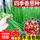 香蔥蔥頭種農(nóng)家小香蔥種子四季種植紅蔥頭盆栽陽臺火蔥頭蔬菜種籽 精選紅蔥頭【半斤裝】