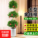 金錢榕大盆栽室內(nèi)招財(cái)搖錢樹客廳大型植物榕樹辦公室綠植四季常青 【三層搖錢樹】1.7-1.8米+羅馬盆