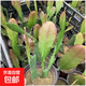 令箭荷花帶根花苗盆栽室內外花卉植物多肉陽臺觀賞重瓣售嫁接枝條 令箭荷花10~20cm高2棵 不含盆