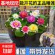 【帶花芽】香水睡蓮根塊大苗濃香型四季花卉魚(yú)缸碗蓮荷花水養蓮花 混色5顆裝+肥料