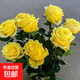 玫瑰老樁花苗室內外盆栽地栽陽(yáng)臺四季開(kāi)花好養易活花卉月季苗秧 黃色系【3顆】+肥料