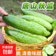 唐山秋瓜種子陽臺盆栽黃瓜四季播夏季耐高溫旱老品種黃瓜蔬菜種子 唐山秋瓜種子 1包約50粒