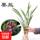 【年貨節】墨蘭蘭花苗精品大花卉盆栽室內濃香金邊賀歲蘭四季好養 3苗散苗（品種隨機） 送營(yíng)養液