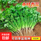 【隨種隨吃】調(diào)料菜種子組合春季四季易種耐熱陽臺盆栽通種蔬菜 小葉香菜種子1包約1000粒 一包約1000粒