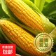 【精品甜玉米】新鮮水果玉米現(xiàn)摘嫩玉米黃金水果玉米整箱 1.8-2斤帶箱 2-3根 300g起/根