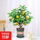 香水檸檬樹(shù)苗水果盆栽可食用驅蚊濃香好養陽(yáng)臺四季花卉室內綠植物 香水檸檬樹(shù)+加侖盆 （全國可種）