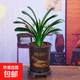 【帶盆載好】橙紅色 君子蘭室內綠植耐寒盆栽客廳庭院四季花卉 君子蘭（7-10片葉子）+天道酬勤盆 整體高度（20-30cm）