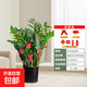 【金錢(qián)樹(shù)】盆栽客廳室內植物錢(qián)串子大型發(fā)財綠植喬遷開(kāi)業(yè)送盆花卉 20-25株 0.9-1.1米原土盆 送肥料