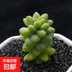 【玉墜多肉】植物懶人好養陽(yáng)臺辦公室內桌面可愛(ài)多肉精品新款綠植 玉墜6顆脫土發(fā)貨