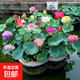 荷花藕種根觀(guān)賞荷花苗食用蓮藕根莖水生蓮藕種苗蓮花種子水培花卉 荷花藕種顏色混搭10個(gè)