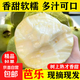 廣西軟心白心奶油芭樂 老果樹 軟糯香甜番石榴果園現(xiàn)摘 送酸梅粉 【奶油白心】5斤單果150g+