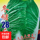正品原裝冬儲28斤大白菜種子東北冬儲大白菜腌菜白菜種子黃白心 冬儲28斤大白菜種子15克3包