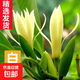 白蘭花玉蘭花樹苗帶花苞矮化老樁盆栽紫黃角蘭四季開花卉綠植植物 精品白蘭1米（花期帶花苞）