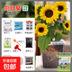 兒童種植小盆栽向日葵種孑四季小番茄鳳仙花種籽小學(xué)生植物花種子 向日葵（透明觀(guān)察種植套裝）