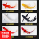 三色錦鯉魚(yú)活體觀(guān)賞魚(yú)活魚(yú)小型大型易養冷水淡水魚(yú)錦鯉易活金魚(yú) 10-12CM紅白三色黑白黃紅共6條