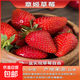 草莓苗盆栽 秋冬季四季結果陽(yáng)臺種植苗秧紅顏奶油丹東九九 章姬草莓1盆 原盆帶花帶果+肥料 高約18-23cm