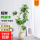 鴨腳木懶人綠植客廳大型盆栽落地室內好養辦公室花卉盆栽高級感 鴨腳木1.2-1.4m 白色聚寶樹(shù)脂盆