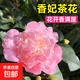 茶花盆栽香妃山茶花樹(shù)苗四季開(kāi)花卉帶花苞五色赤丹室內陽(yáng)臺綠植物 香妃茶花-小苗20-30cm高
