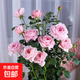 【果汁陽臺月季】大苗玫瑰花苗盆栽大花歐月濃香陽臺庭院帶花苞 瑞典女王【帶花苞】 大苗【開花爆滿】