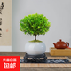 小葉赤楠老樁苗紫檀微景觀(guān)水培辦公室四季好養金絲楠木綠植 小葉赤楠+冰裂紋盆+苔蘚+復古底座