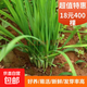 新韭菜根香韭菜根小葉韭菜根大葉韭菜根四季可栽好養活的庭院綠植 香韭菜根400棵送肥
