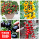 蔬菜苗幼苗四季種易活西紅柿苗盆栽地栽番茄苗圣女果苗陽(yáng)臺種植 隨機番茄苗6棵