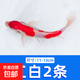 錦鯉魚活魚觀賞魚純種魚大型紅白冷水淡水好養(yǎng)耐活金魚小魚苗錦鯉 11-13cm紅白2條