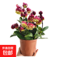 新品長(cháng)壽花盆栽重瓣大花花苗帶花苞四季開(kāi)花卉綠植稀有品種大全 【宮燈長(cháng)壽花】[帶花苞]+原盆土