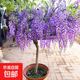 紫藤花樹(shù)苗爬藤植物多花紫藤蘿樹(shù)苗陽(yáng)臺盆栽庭院老樁花卉四季開(kāi)花 紫藤【1cm粗】大苗（可爬藤）