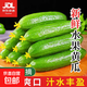 【超市品質(zhì)】山東新鮮水果黃瓜嫩青瓜生吃蘸醬生鮮蔬菜減肥搭配 山東水果黃瓜 2斤 約7-10根
