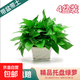 綠蘿盆栽室內客廳綠植花卉 家用凈化空氣綠籮植物吸除甲醛吊蘭 高26CM【原裝+托盤(pán)】4盆+5肥