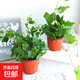常春藤盆栽好養植物室內垂吊蘭長(cháng)春藤吸甲醛水培爬藤掛常青藤綠植 常春藤2盆 【原盆原土發(fā)貨】