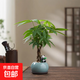 【發(fā)財樹(shù)盆栽】室內客廳禪意招財樹(shù)盆景辦公桌面好養四季綠植物 辮子發(fā)財樹(shù)-圓肚盆-紫砂托-熊貓 帶盆栽好