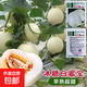 綠寶石甜瓜苗秧超甜香瓜苗早熟高糖羊角蜜四季栽陽(yáng)臺盆栽蔬果菜苗 白甜瓜苗 10棵苗