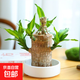 金心巴西木格魯特水養幸運木水培花卉室內陽(yáng)臺夏季驅蚊綠植盆栽 精選高10厘米巴西木+白盆+格魯特 裸根不帶土