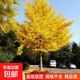 銀杏樹(shù)活苗金葉白果別墅庭院綠化風(fēng)景拆遷大樹(shù)苗行道樹(shù)南北方種植 精品【5棵】銀杏1.3-1.5米高