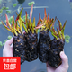 睡蓮水培植物四季水養(yǎng)荷花水蓮花盆栽花卉水池塘大睡蓮根塊帶花苞 大睡蓮根塊/混搭色5個